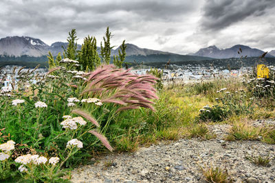 Scenic view of flowering plants and mountains against sky