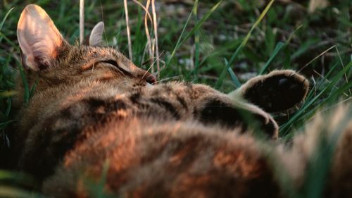 Close-up of a sleeping cat