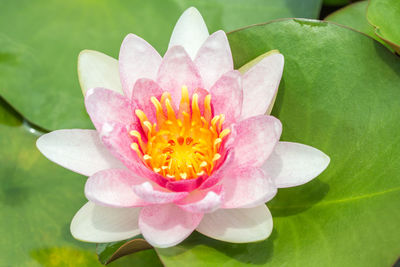 Close-up of pink water lily