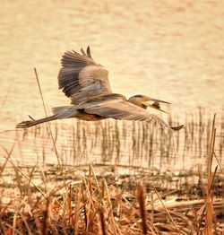 Bird flying against sky