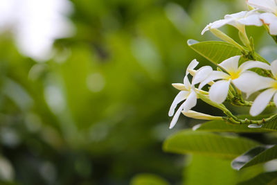 Close-up of white flowering plant