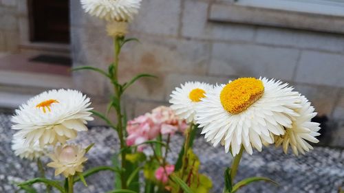 Close-up of white daisy flowers