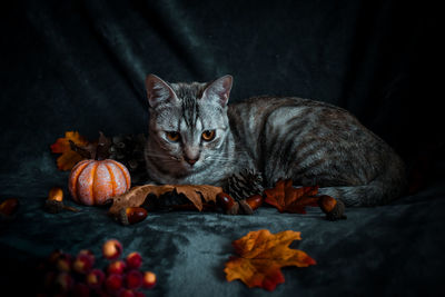 Cat looking away while sitting on leaves