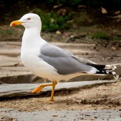 European herring gull on field