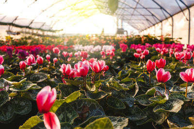 Close-up of pink flowering plants in greenhouse