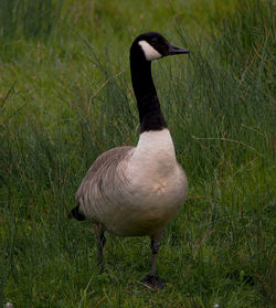 Duck on field