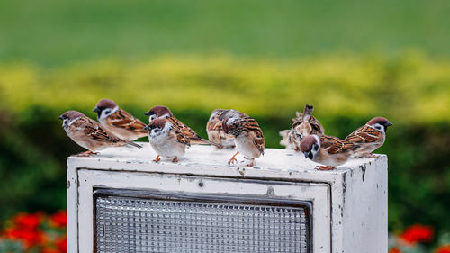 Close-up of birds perching on metal