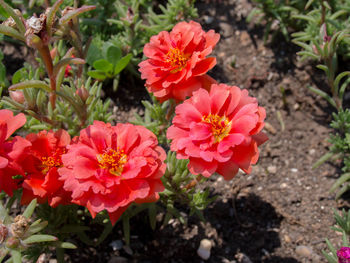 Close-up of red flowers blooming on field
