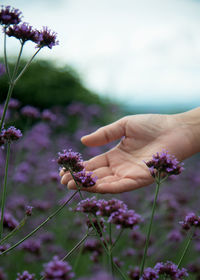 Close-up of hand holding purple flowering plant on field