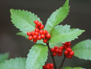 Close-up of red berries growing on plant