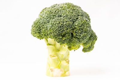 Close-up of green leaf against white background
