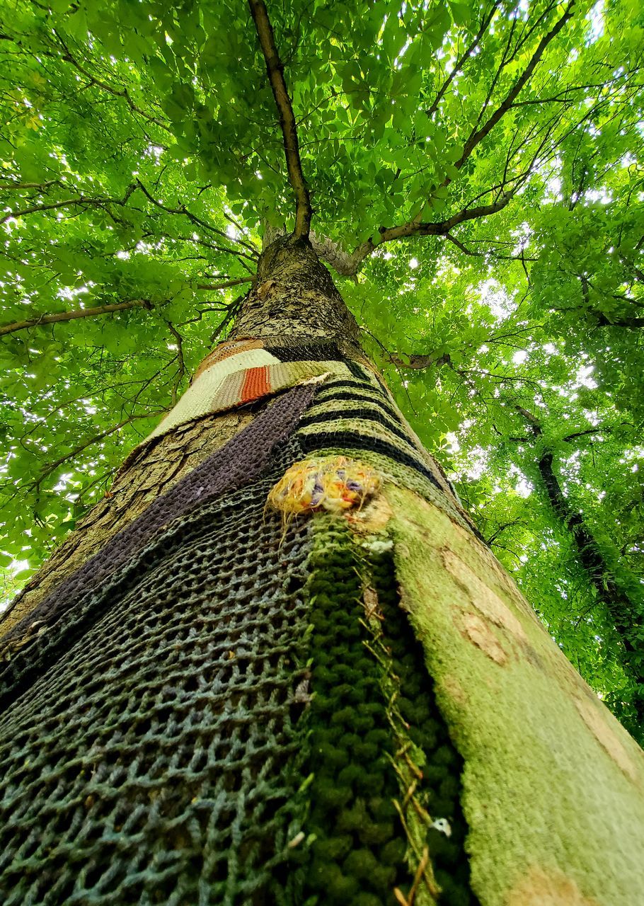 LOW ANGLE VIEW OF TREE