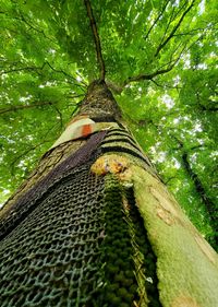 Low angle view of tree trunk