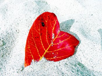 Close-up of red leaf