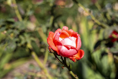 Close-up of red rose