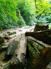 Scenic view of stream in forest