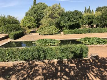 Plants and trees by lake against sky