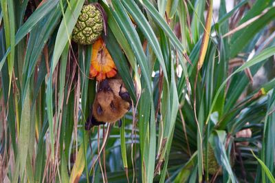 Close-up of butterfly hanging on tree