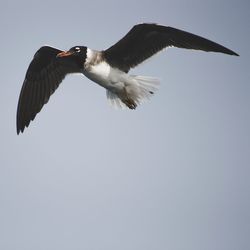 Low angle view of eagle flying against clear sky