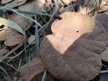 High angle view of dry leaves on field