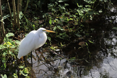 White bird perching on a lake