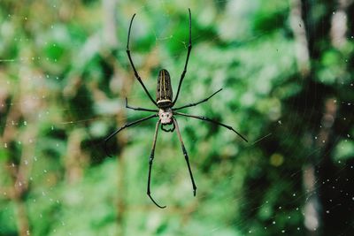 Close-up of spider on web