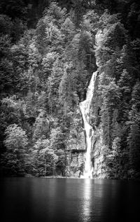 Scenic view of waterfall amidst trees in river at forest