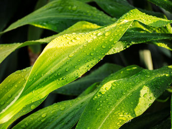 Close-up of raindrops on leaves