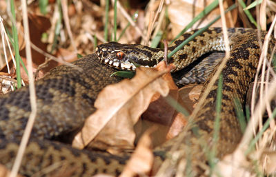 Close-up of lizard in forest