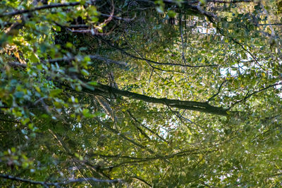 Low angle view of trees in forest