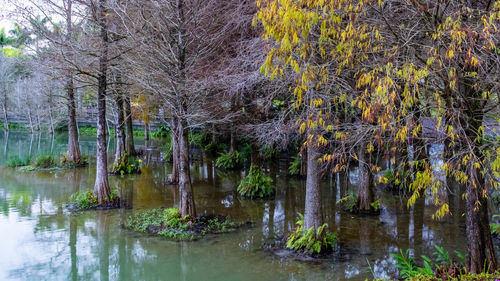 Scenic view of lake in forest