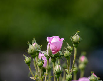 Close-up of pink flowering plant