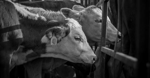 Close-up of cows at farm