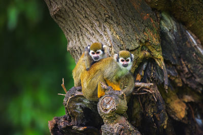 Close-up of monkey