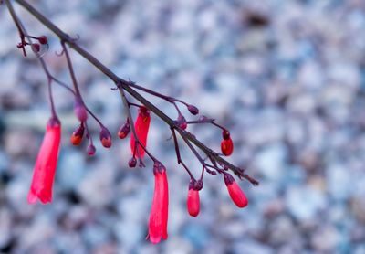 Close-up of red berries on branch