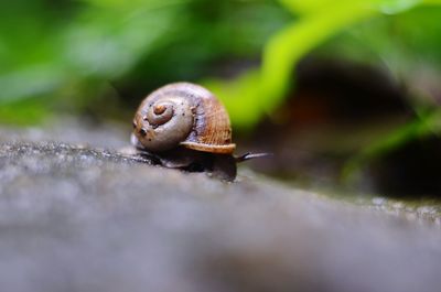 Close-up of snail on ground