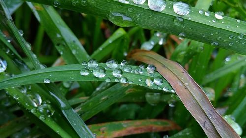 Close-up of wet plant leaves during rainy season