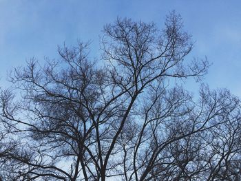 Low angle view of bare tree against clear blue sky