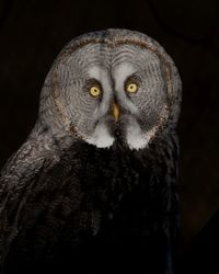 Close-up portrait of owl