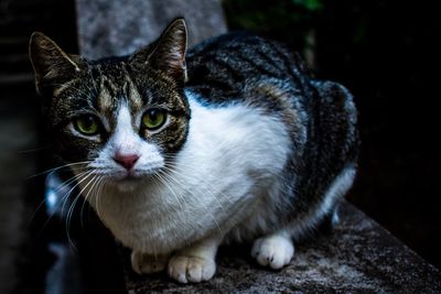 Close-up portrait of cat