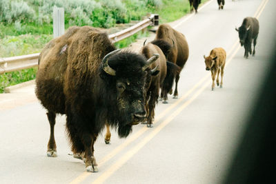 View of sheep walking on road