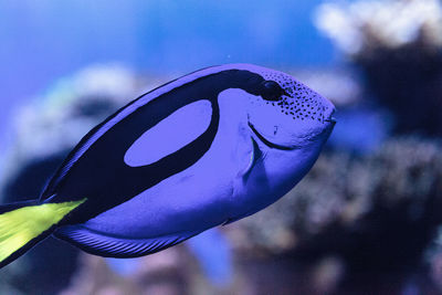 Close-up of fish swimming in aquarium