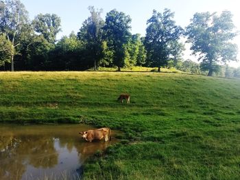 Cows in a field