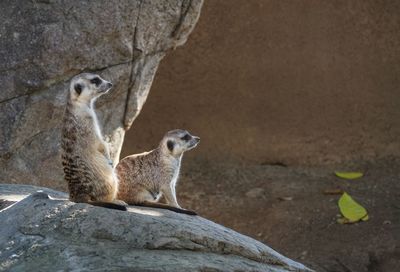 Side view of meerkats looking away