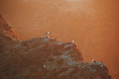 High angle view of birds perching on cliff during sunset
