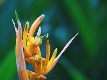 Close-up of day lily blooming in park