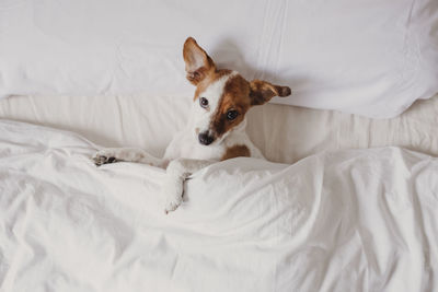 Dog lying on bed