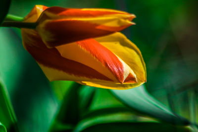 Close-up of yellow rose flower