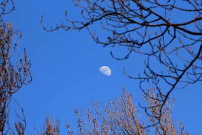 Low angle view of bare trees against blue sky