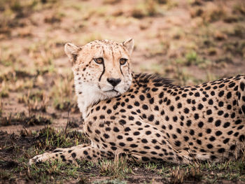 Portrait of lion lying on grass